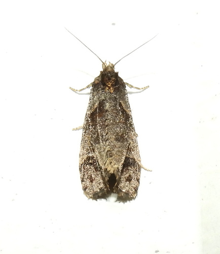 Phtheochroa birdana