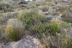 Serruria gremialis