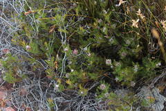 Serruria gremialis