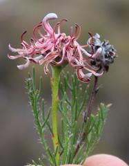 Serruria gremialis