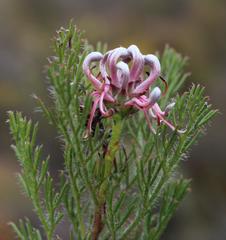 Serruria gremialis