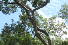 Homalium trichostemon