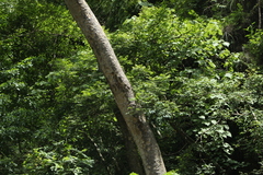 Homalium trichostemon