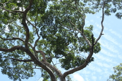 Homalium trichostemon