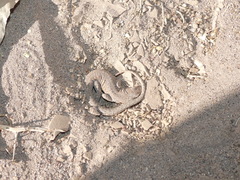 Liolaemus constanzae