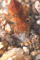 Gomphus simillimus