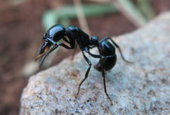 Plectroctena mandibularis