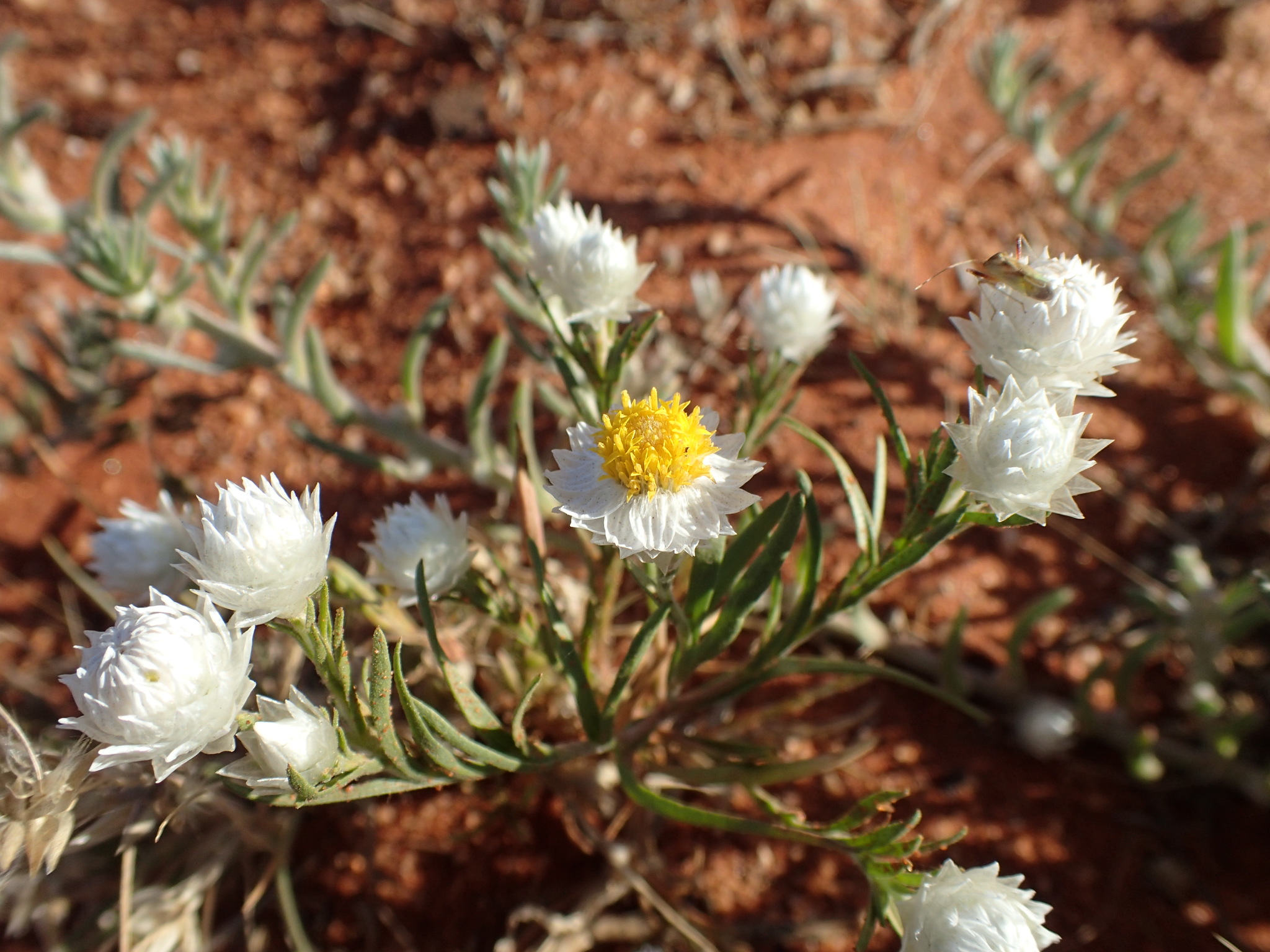 Rhodanthe