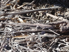 Liolaemus constanzae