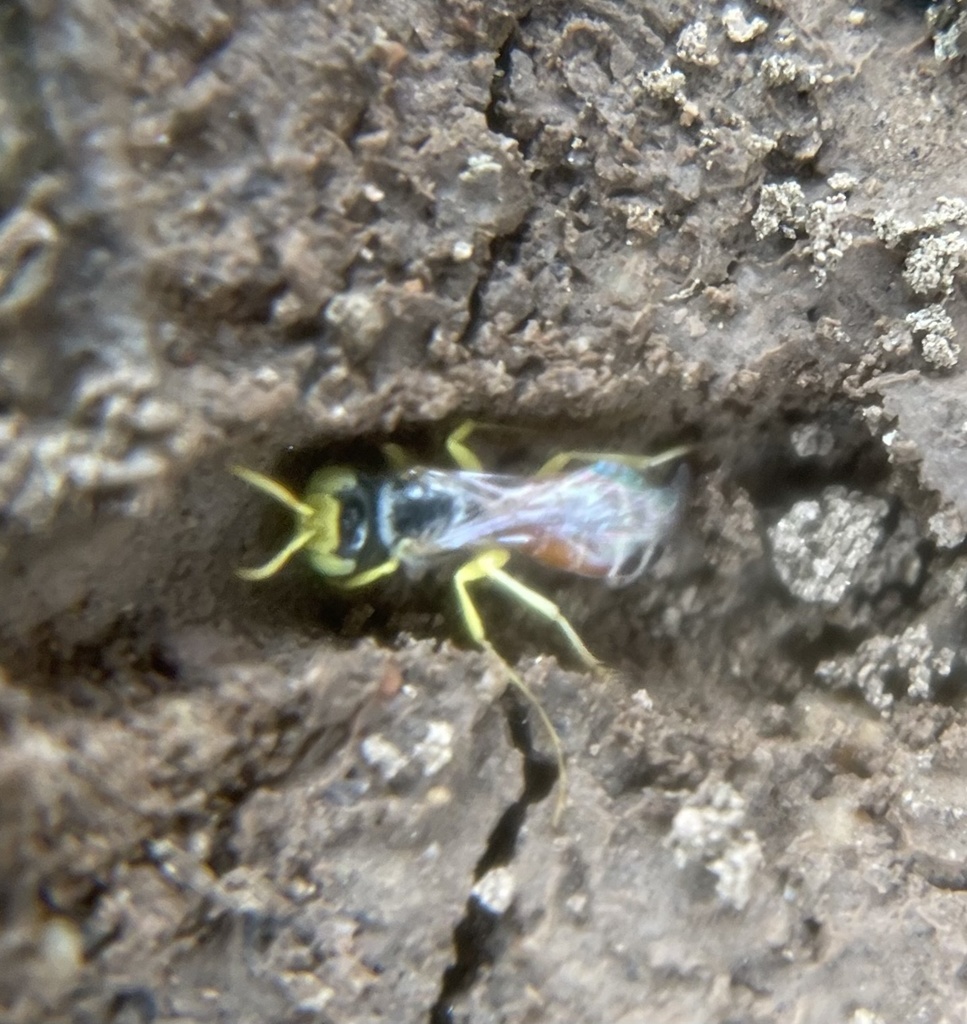 Strange-winged Calliopsis