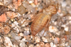 Gomphus simillimus