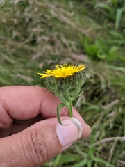Picris hieracioides