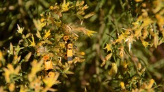 Chauliognathus fasciatus