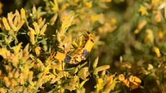 Chauliognathus fasciatus