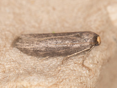 Achroia grisella