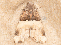 Cobubatha dividua