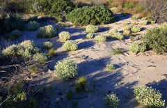 Ptilotus villosiflorus