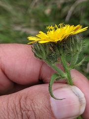Picris hieracioides
