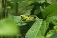 Melanotettix dibelonius