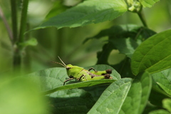 Melanotettix dibelonius