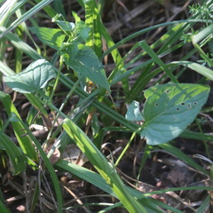 Viola nemoralis