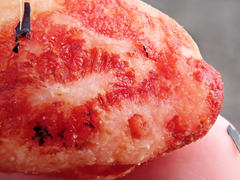 Cnemidocarpa