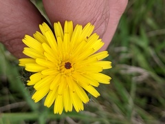 Picris hieracioides