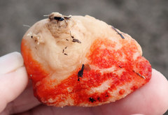 Cnemidocarpa