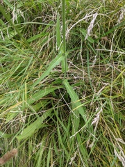 Picris hieracioides