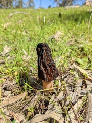 Morchella australiana