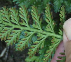 Asplenium rutifolium