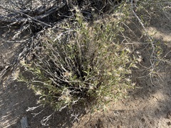 Brickellia oblongifolia