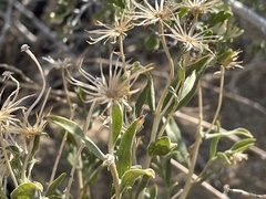 Brickellia oblongifolia