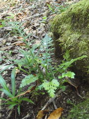 Asplenium rutifolium