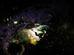 Austromegabalanus psittacus image