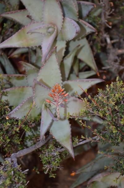 Rosyntjie Aloe