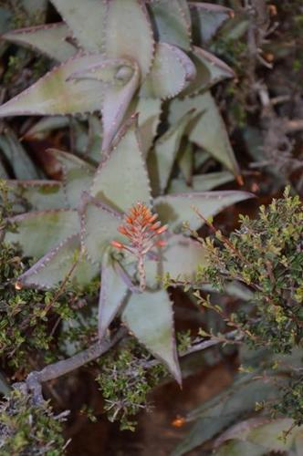 Aloe meyeri