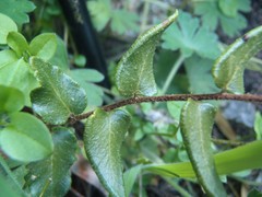 Pellaea calidirupium