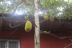 Artocarpus