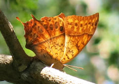 Charaxes varanes varanes