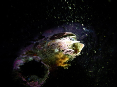 Austromegabalanus psittacus