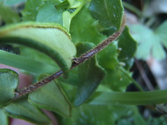 Pellaea calidirupium