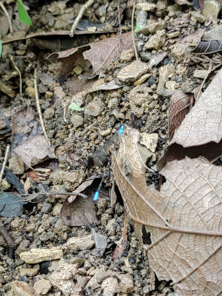 Palaemnema paulitoyaca