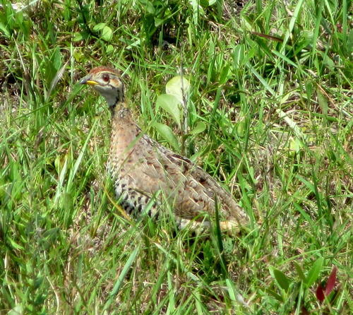 Barbreasted Francolin (Subspecies Campocolinus coqui coqui