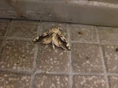 Pantographa