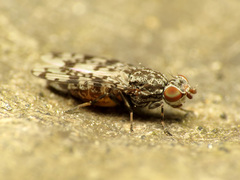 Pseudotephritis corticalis