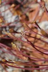 Boophone haemanthoides