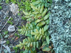 Pellaea calidirupium