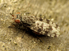 Pseudotephritis corticalis