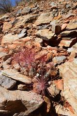 Boophone haemanthoides